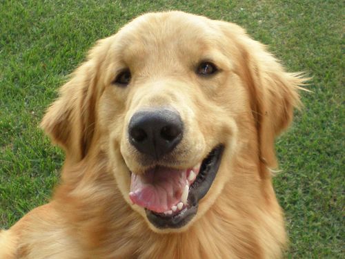 I´m the most beautiful dog in this world ! Nice to meet you ! I love make new friends ! Do you want to be my friend ?