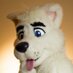 Sammy Samoyed (@sammy_samoyed) Twitter profile photo
