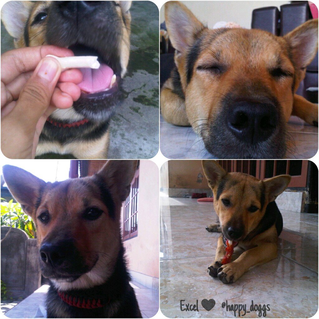 Epy: Rottweilerxshihtzu. Excel: Beaglexdachshundxminpin.  Toys.Foods.Walking.Sleeping are our favourites. Lots of love from us !