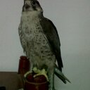 رعد الجنووووب (@0538055755) Twitter