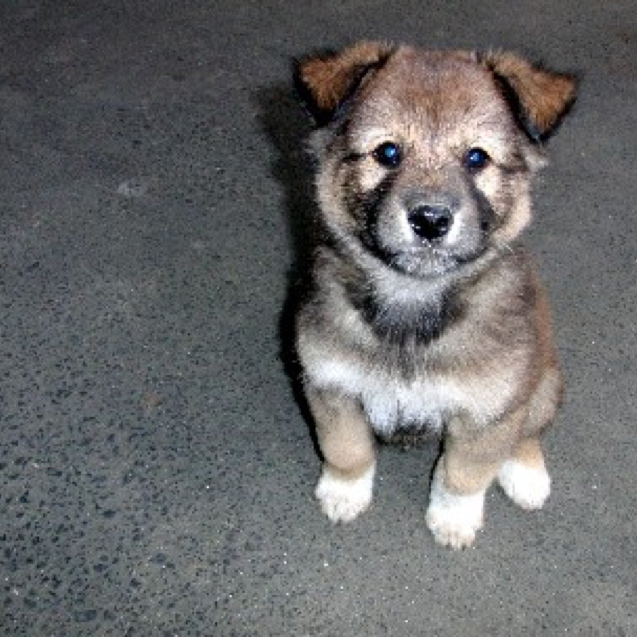 中山理沙 Lovepoodule Twitter