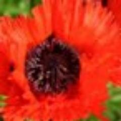 Die Königliche Gartenakademie Berlin-Dahlem möchte unter Leitung der berühmten Gartendesignerin Gabriella Pape Leidenschaft für Blühendes wecken.