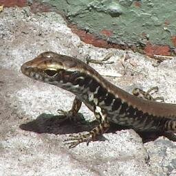 pvlynch1's profile picture. Birds, photography, nature