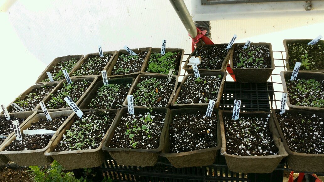 ellisongreens's profile picture. 