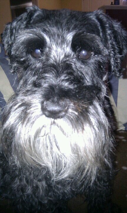 _reddevl's profile picture. pretty much just a big kid - love my dog, love my coffee, love my training