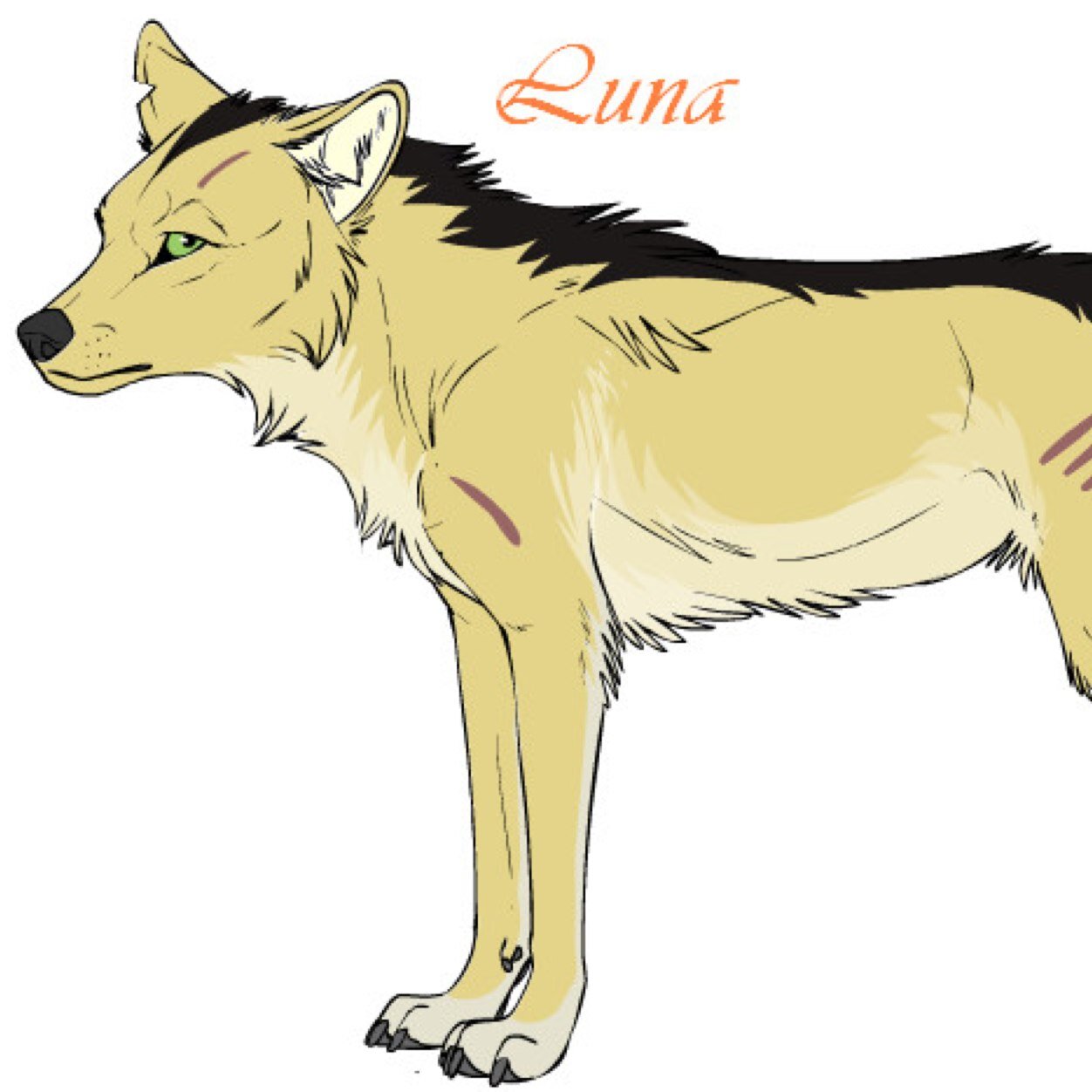 hi im sarge emo with attitude loves rock half wolf (cusin irl is @alyssa_leclair love her so much )is a brony loves wolves single owner is @MEGATRONLOVER1