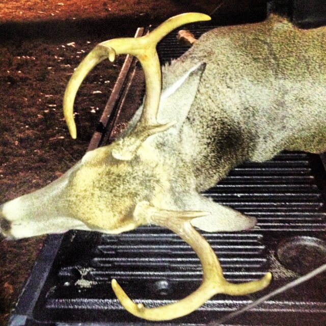 nubbynubb's profile picture. My name is daniel. I like to give you a sandwich.