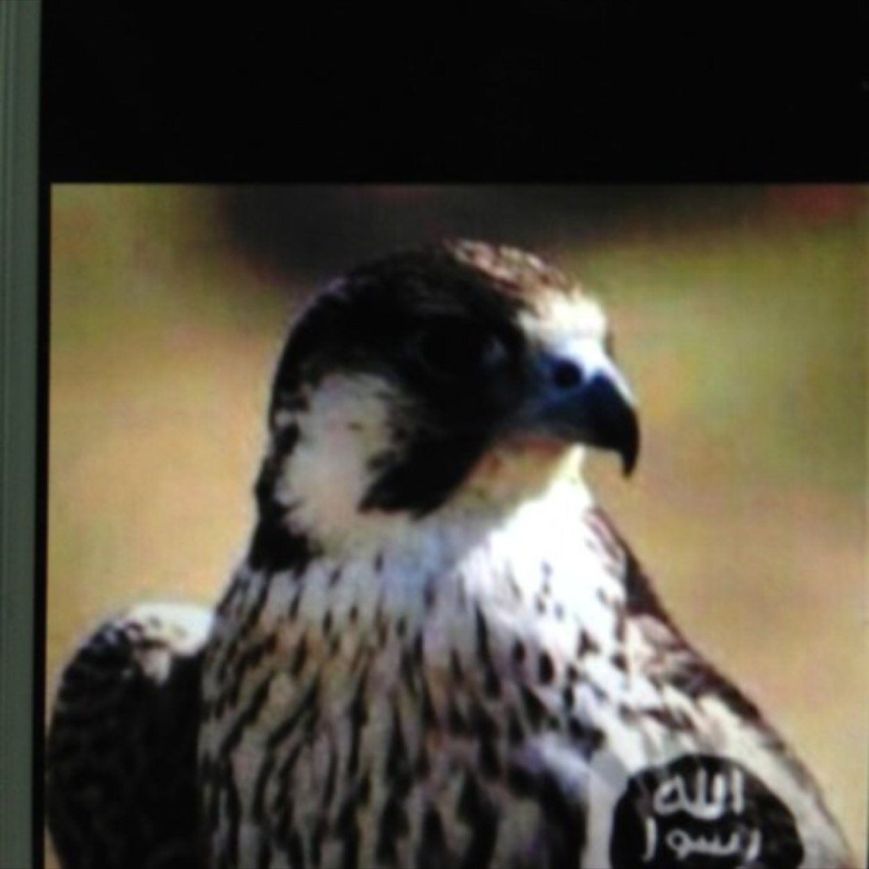 على كف القدر نمشي ولا ندري عن المكتوب عبارة كنت أرددها صدق من صاغ معناها :::Dawadmi Area