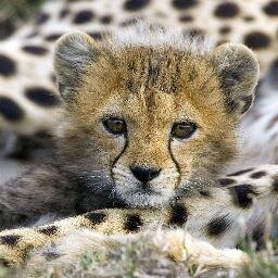 Love talking about travel in Kenya. It's a beautiful place to be and live in. Join me at my blog when you can