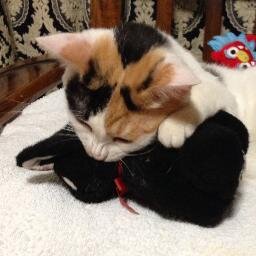 少ないつぶやきでやりくりしています ☺︎ 成人済みの猫好きです☺︎