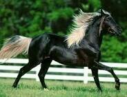 atyarim's profile picture. At bulunur meydan bulunmaz, Meydan bulunur at bulunmaz..
