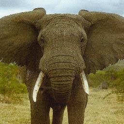 Arnoldpetersmit's profile picture. Teacher. Sports Obsessed. Workaholic