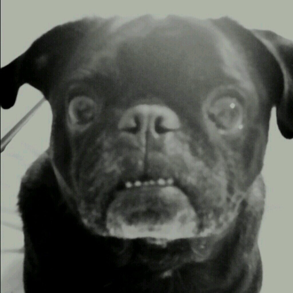 CPT_LeRoyHDslzr's profile picture. 🖤 LeRoy 🖤 05/27/07 - 03/10/16 🌈
🐾 Black Pug who loved to party ALL the time! Hustle - DJ/Barber: DJ Wicked Pet 🎵💈✂️    ➡️@Capozi_LeRoy_pugs