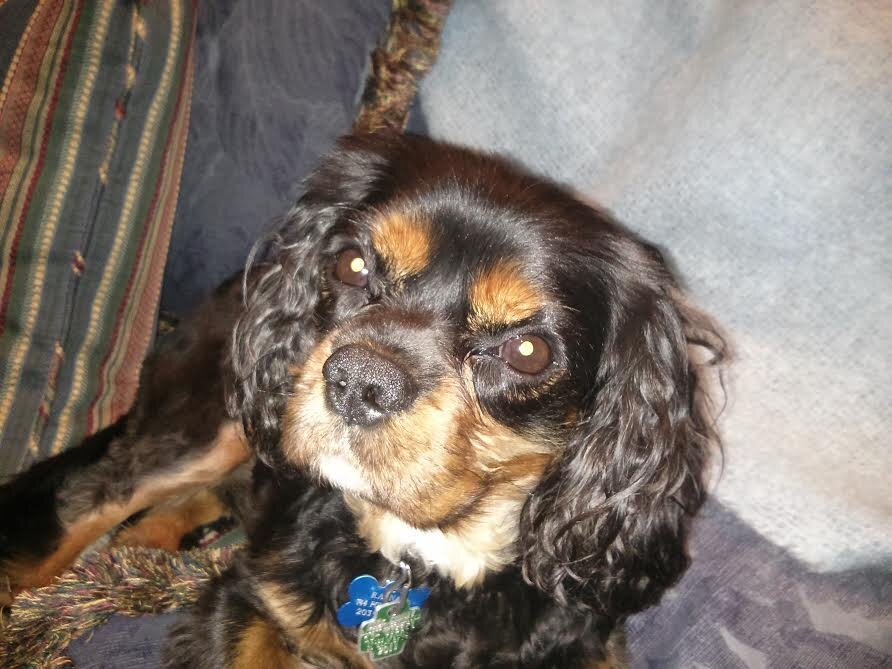Likes the park, running, barking and cheese