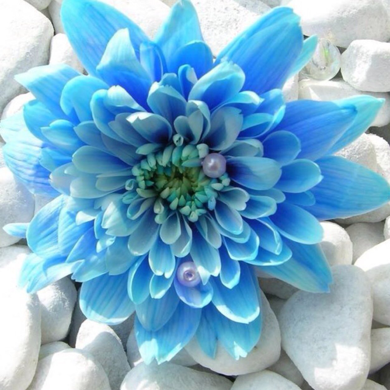 YuliaKorolevaLu's profile picture. 