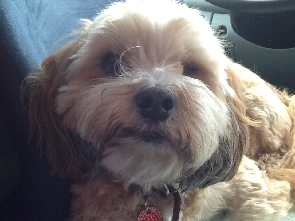 lecocqchris's profile picture. -