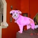 dawn atwell - @doggidaze - Twitter