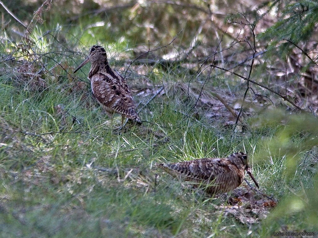 Cazadores de pluma desde siempre, una cuenta para tratar caza menor en todos los ambitos, solo para gente que lleve esta aficion en la sangre!