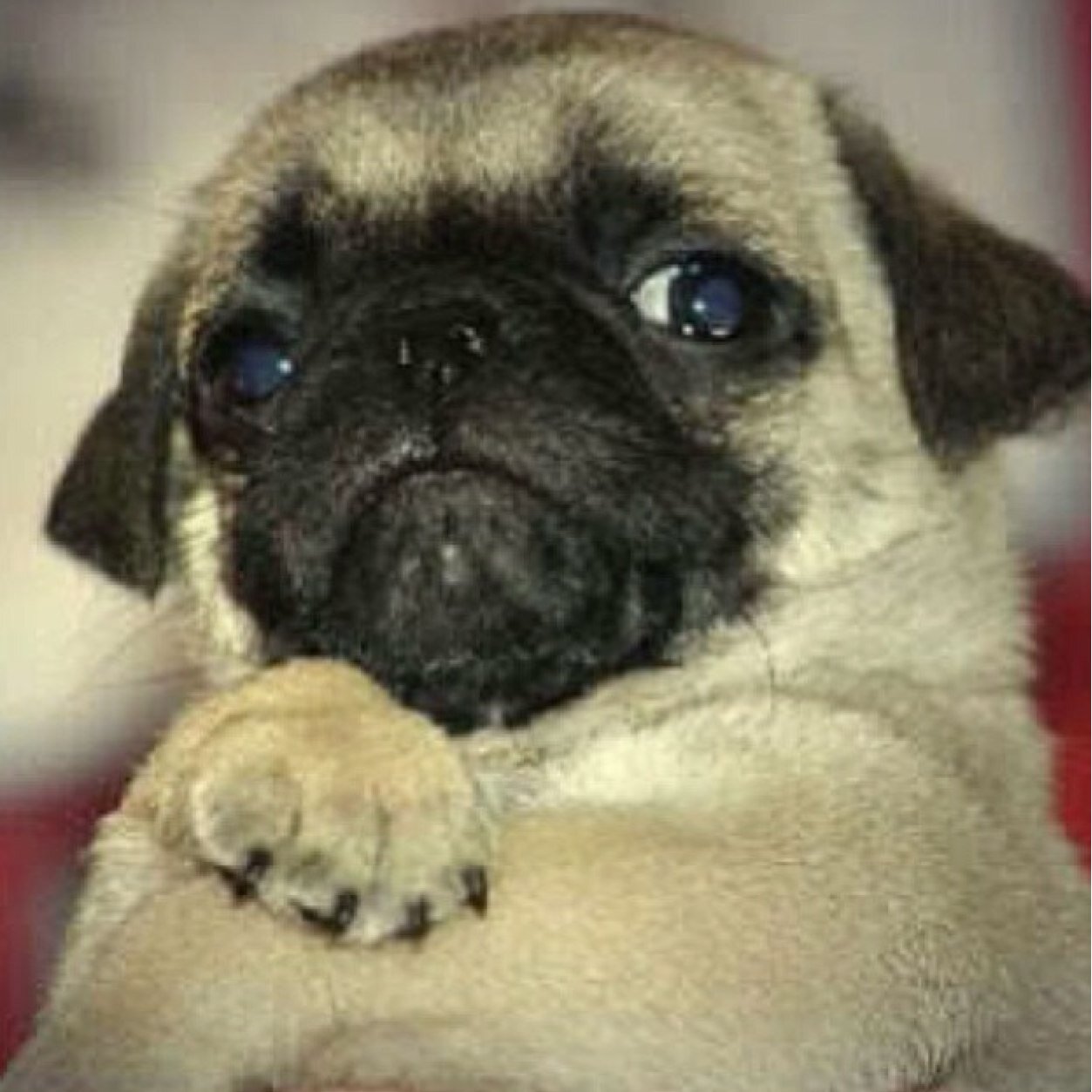 common pug common white pug commonwhitepug common pug common white pug commonwhitepug