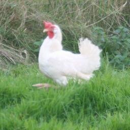 Bed and Breakfast, Catering services, a Pop up restaurant, and a mad family with a crazy menagerie, love walking, good food and exploring.
