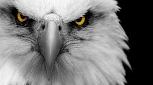 slssbusproblems's profile picture. So this is a place where you'll find all the tweets/statuses about how rude our bus driver is. We call him the Eagle.