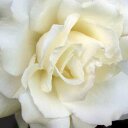 Danielle Marcy - @Danielley_Marcy - Twitter