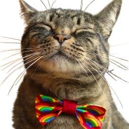 A crazy cat lady who makes Bow Ties for Cats. 100% Recycled. A portion from every sale goes to saving cats from being euthanized!