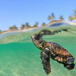 RCubedCoders's profile picture. 