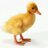 DarcyWilliams72's profile image