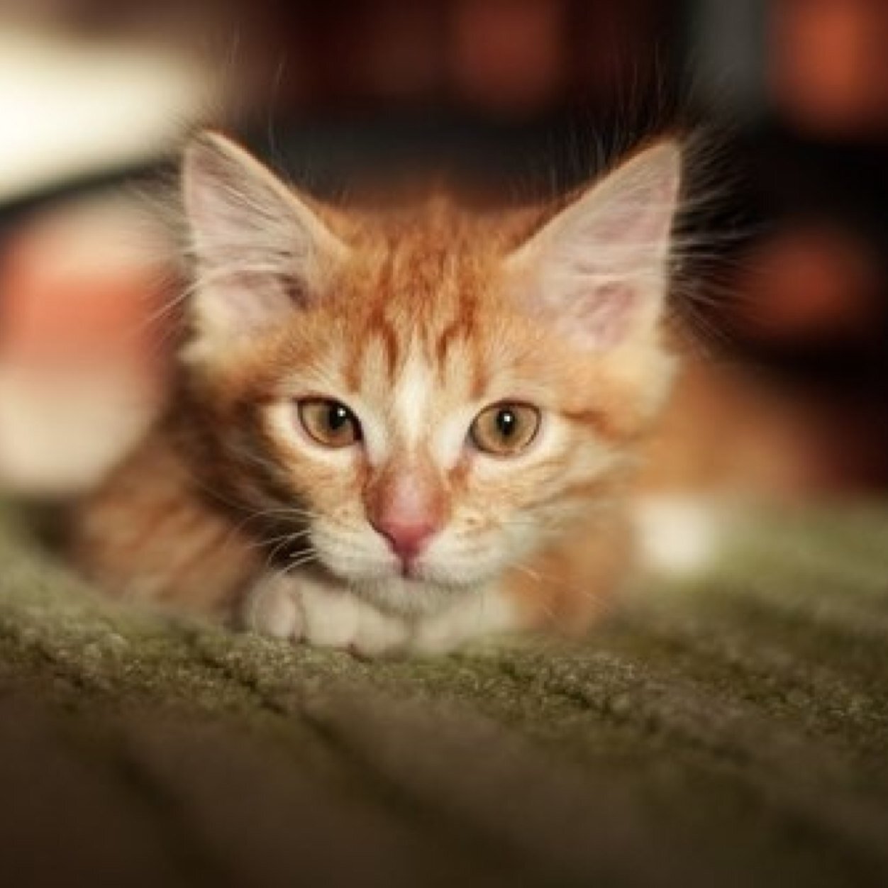 I love cats and that is all