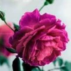 الحَمدللہ الذي لا ينسَى من ذَكرهہ ، الحَمدللہ الذي لا يَخيب من دَعاهہ ، ۈالحمدللہ دائمًا و ابدًا الحمدللہ ❤️