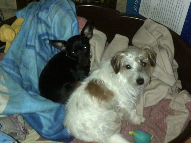 Lichelle4Rach's profile picture. 