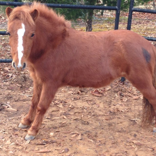 kristenm_howell's profile picture. Barrel racing and showing horses is my life. I also like to watch dirttrack racing.............. Anything more; Just ask!!!!!