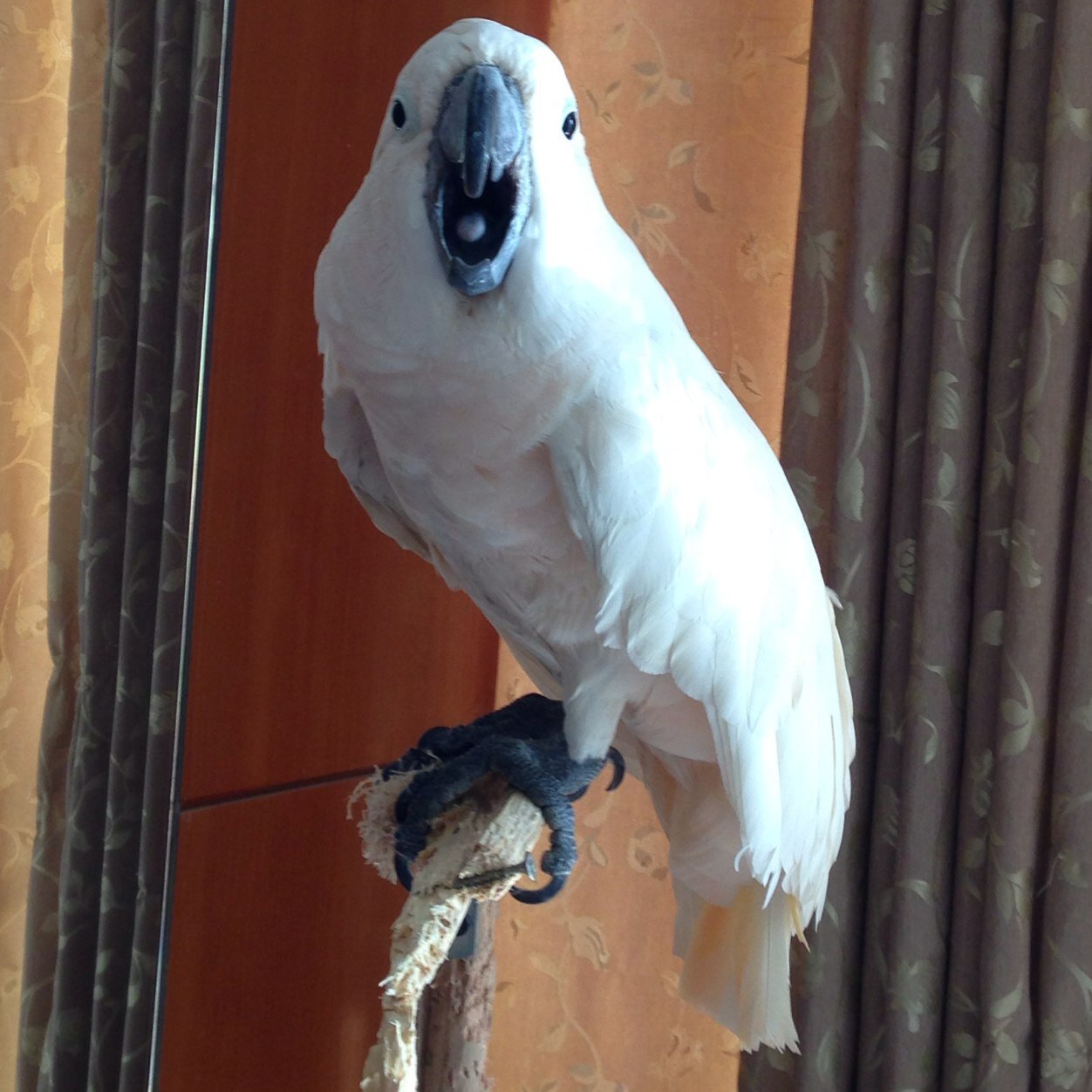 appiios's profile picture. 