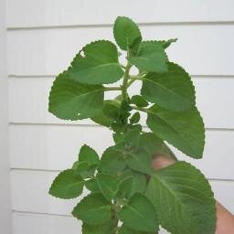 Organic Greek Oregano - Strong Aroma Oregano compared to others