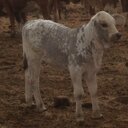 Stuart Guy Johnson - @scootajohnson - Twitter