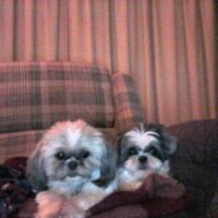 Tory (@vickivprey) 's Twitter Profile