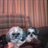 VickiVprey's profile image