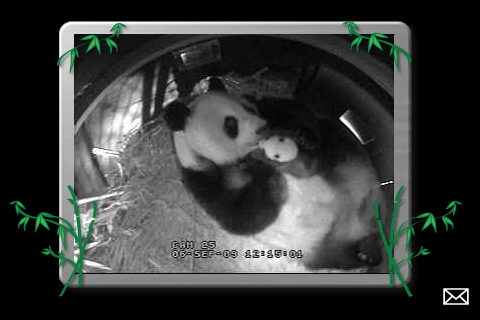 pandacam_app's profile picture. Who doesn't love a good panda cam?  Especially with newborn baby panda sightings!