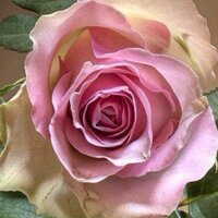 ام عبدالرحمن (@a_ar33) 's Twitter Profile