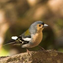 emmarisa_FLT's profile picture. Freelance Translator focusing on IT, business, marketing, finance, gaming and tourism with  English, Spanish, Portuguese (native) & French (native).