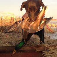 GreenHead Hunter (@greenheadh) 's Twitter Profile Photo