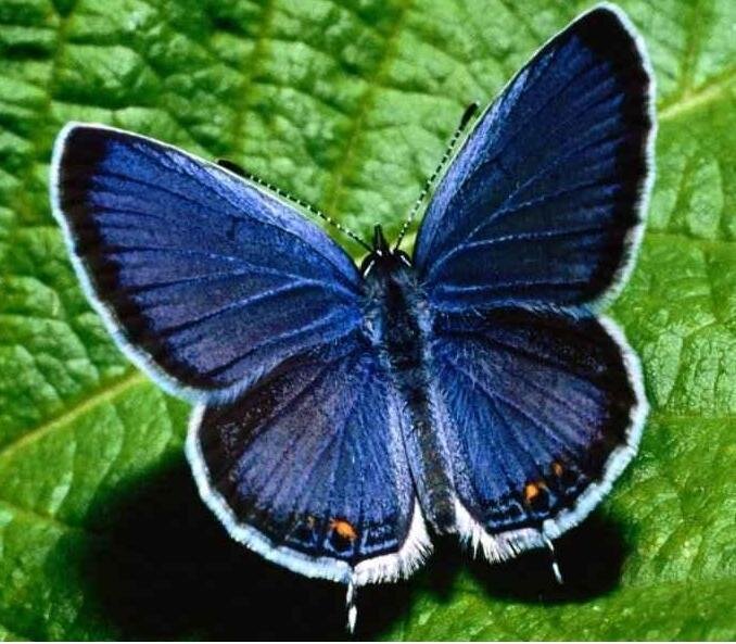 amante del cielo, el mar y de la efimera belleza de las amapolas.
 @bluebutterfly