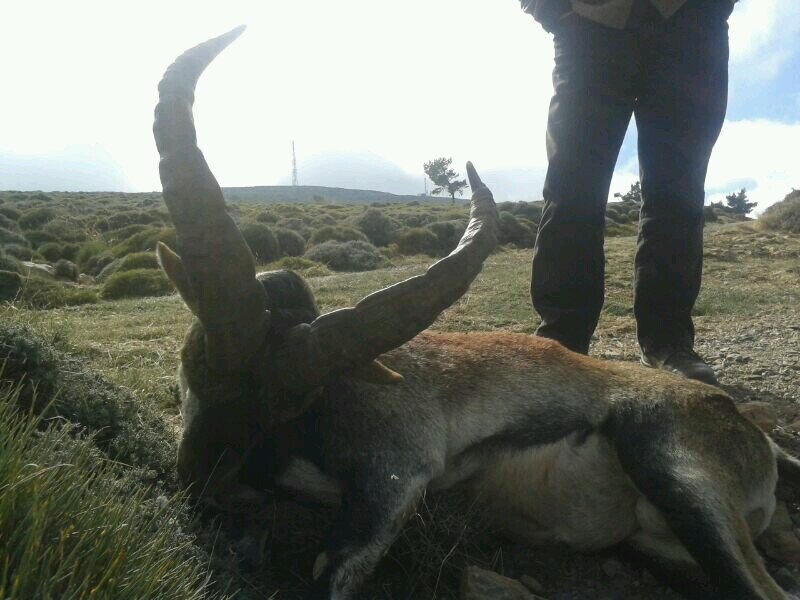 HUNTSPAIN's profile picture. 