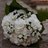 flores_tabatha's profile image
