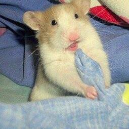 cath_tthc's profile picture. Raised as a field mouse. Moved to the city & am now a part of the rat race. My best friend is a church mouse who only likes Swiss cheese because it is holey.