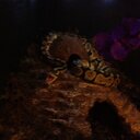 leona webb - @leonalogica - Twitter