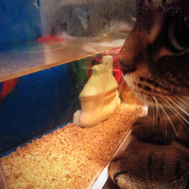 どうぶつ好きで趣味は動物園、水族館めぐり。かわいこちゃんに癒されたい(ㆁωㆁ*)どうぶつ好きさんと繋がりたい(੭ु ›ω‹ )੭ु⁾⁾♡