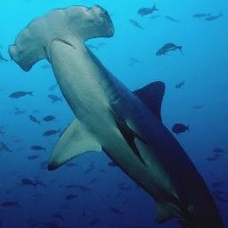 Hai_Hammer's profile picture. Hammerhungrig, hammergeil, hammerschnell und Hammerhai.