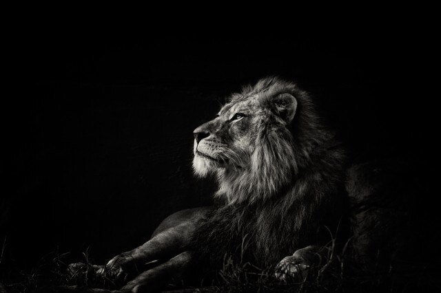 K_Corleon's profile picture. 